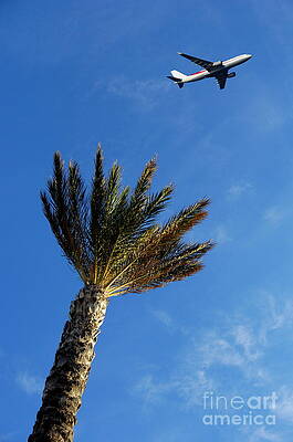 Tree Wall Art featuring the photograph Palm Tree With Aeroplane Flying In Background by Sami Sarkis Photography