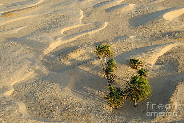Outdoors Wall Art featuring the photograph Palm Trees And Sand Dunes In Sahara Desert by Sami Sarkis Photography