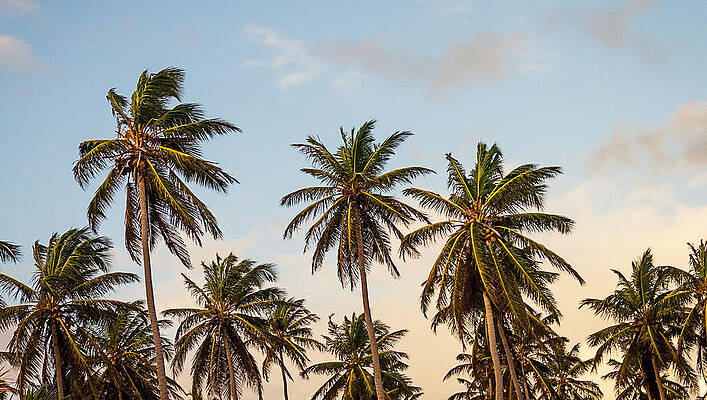 Sky Wall Art featuring the photograph Palms by Robert Newman