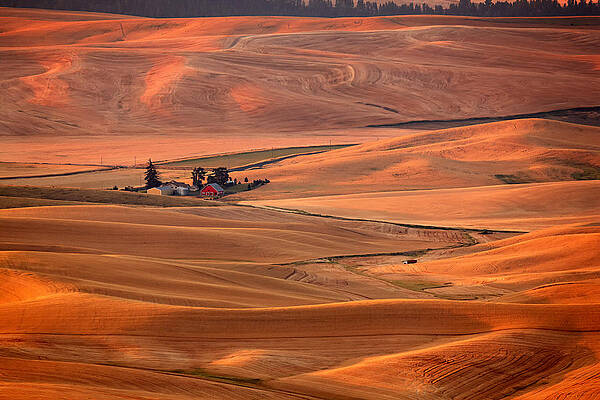Golden Rolling Fields Photograph