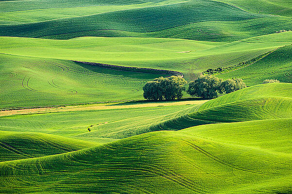 Washington Photograph - Palouse Trees And Hills by Mary Jo Allen