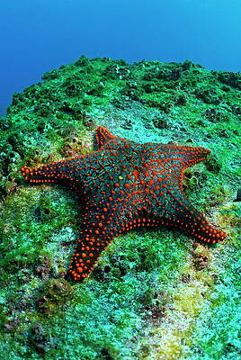 Animal Wall Art featuring the photograph Panamic Cushion Star by Sami Sarkis Photography