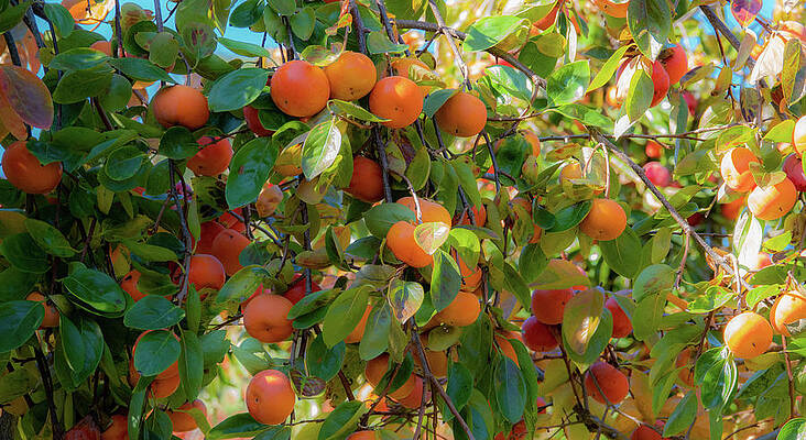 Photograph - Paradise For Persimmons by Jeremy Holton