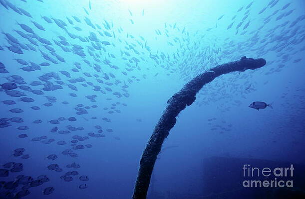 Animal Wall Art featuring the photograph Part Of A Shipwrecked Boat Surrounded By A Large School Of Fish by Sami Sarkis Photography