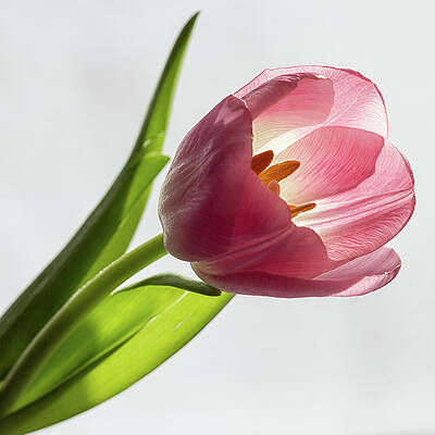 Spring Wall Art featuring the photograph Pastel Pink by Shirley Mitchell