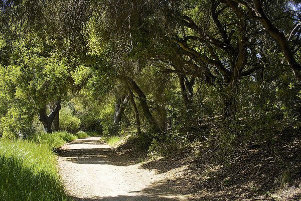 Sunlit Forest Path Wall Art