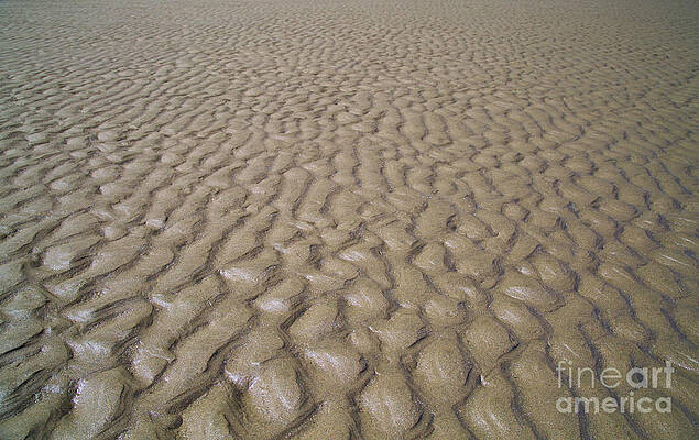 Oregon Photograph - Patterns In The Sand by Bruce Block