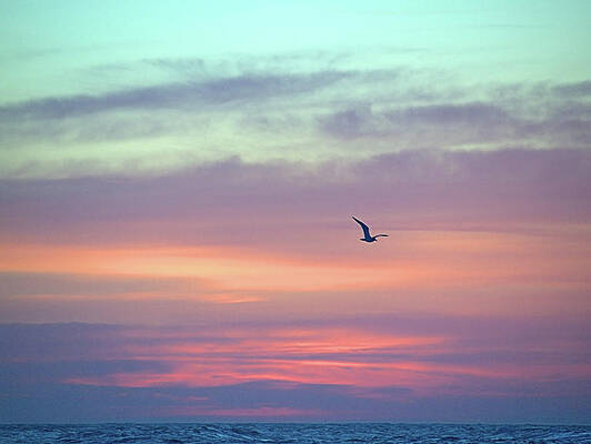 Seagull Photograph - Peace by Robert Newman