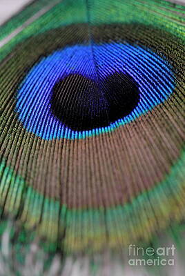 Nature Wall Art featuring the photograph Peacock Feather by Sami Sarkis Photography