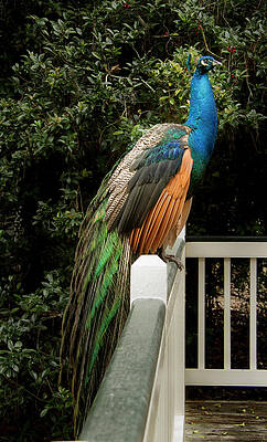 Beautiful Photograph - Peacock On A Fence by Jean Noren