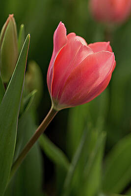 Flower Photograph - Peeking Tulip by Mary Jo Allen