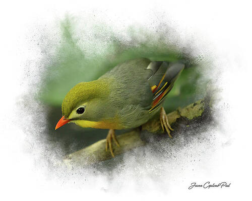 Wall Art featuring the photograph Pekin Robin by Joann Copeland-Paul