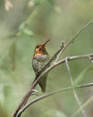 America Photograph - Pepper Tree Ornament No. 2 -- Anna's Hummingbird In Templeton, California by Darin Volpe