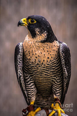 Wall Art featuring the photograph Peregrine Falcon Profile by Blake Webster