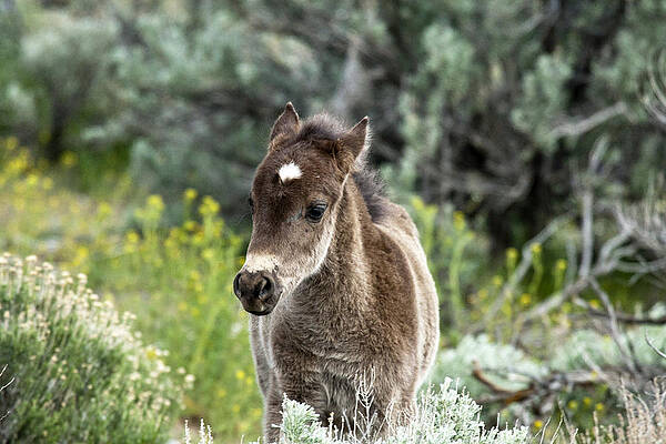 Wildlife Wall Art featuring the photograph Perfect Star On The Forehead Of A Perfect Mustang Foal. by Waterdancer