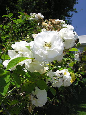 Garden Wall Art featuring the photograph Perfection In White by C Thomas Cooney