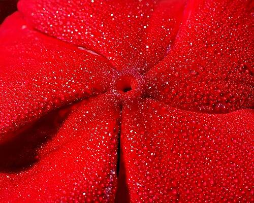 Wall Art featuring the photograph Periwinkle Red by KJ Swan