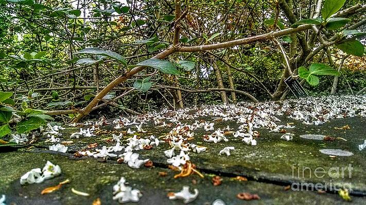 Wall Art featuring the photograph Petal And Stone by Christopher Lotito
