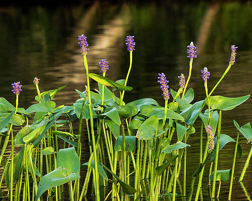 Reflection Photograph - Pickerel Weed - Pontederia Cordata by Steven Ralser