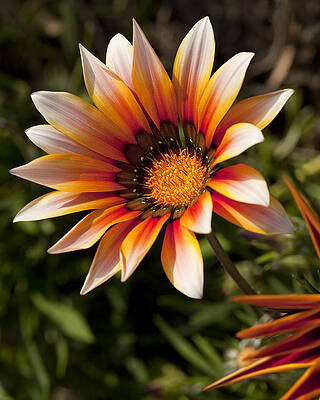 Green Wall Art featuring the photograph Picture Perfect by Kelley King