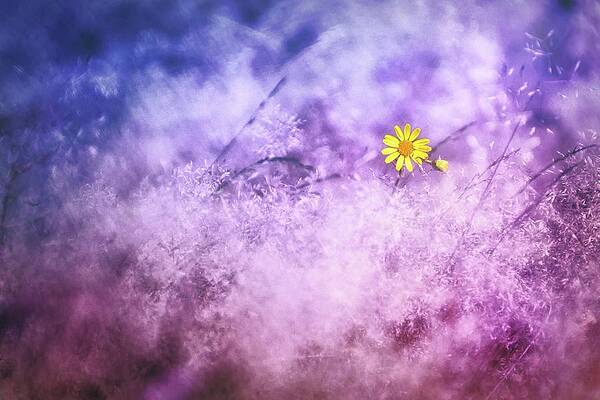 Close Up Wall Art featuring the photograph Piece Of The Summer by Jaroslav Buna