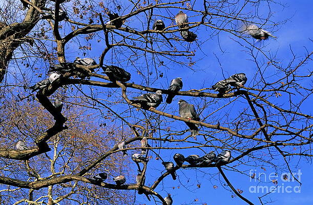 Animal Wall Art featuring the photograph Pigeons Perching In A Tree Together by Sami Sarkis Photography