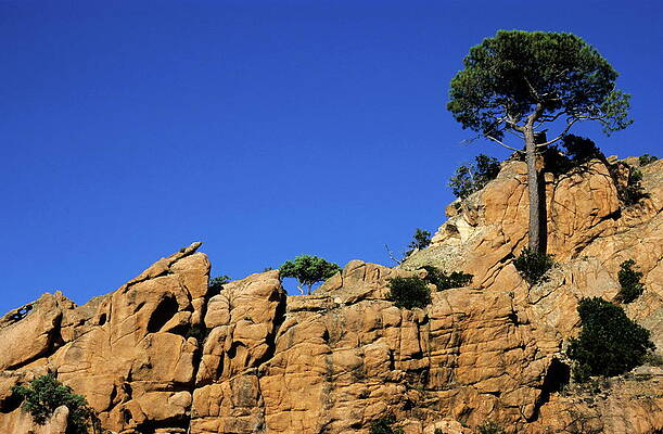 Tree Wall Art featuring the photograph Pine Trees Growing On A Rocky Cliff In Corsica by Sami Sarkis Photography