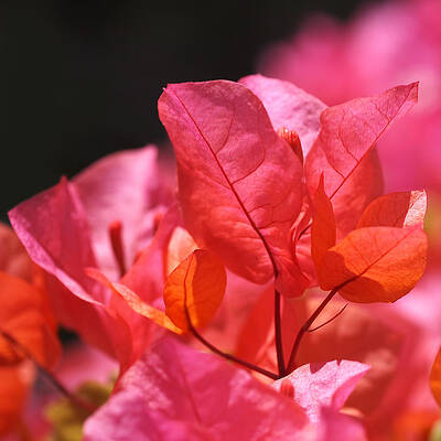 Wall Art featuring the photograph Pink And Orange Bougainvillea - Square by Rona Black