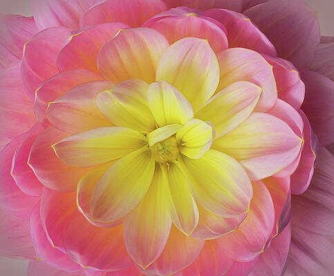 Petal Wall Art featuring the photograph Pink And Yellow Dahlia by Mary Jo Allen