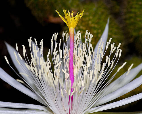 Cactus Flower Close-up Wall Art