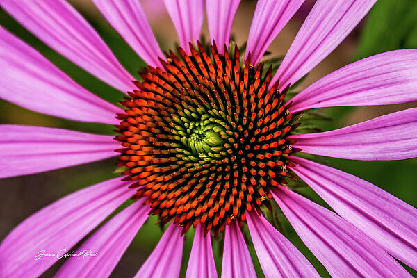 Wall Art featuring the photograph Pink Cornflower by Joann Copeland-Paul