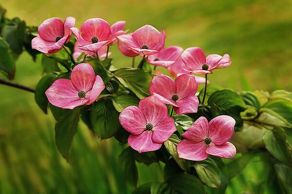 Spring Wall Art featuring the photograph Pink Dogwood Branch by Mary Jo Allen
