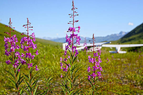 Flower Photograph - Pink Flowers On Grass Landing Strip In Alaska by Waterdancer
