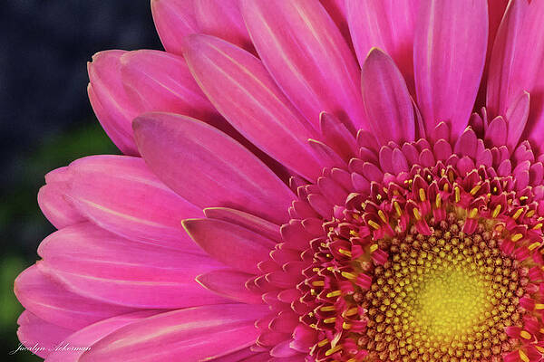 Photograph - Pink Gerber Daisy by Jacalyn Ackerman