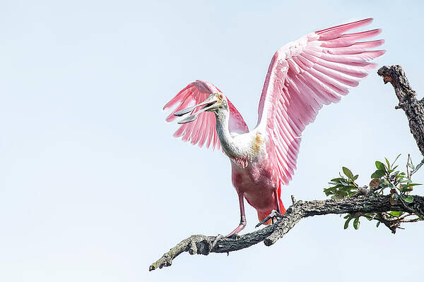 Florida Wall Art featuring the photograph Pink by Ghostwinds Photography