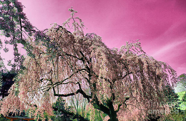 Tree Wall Art featuring the photograph Pink Paradise by Onedayoneimage Photography