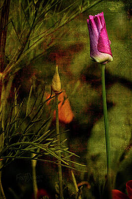 Wall Art featuring the photograph Pink Poppy by Fred Denner