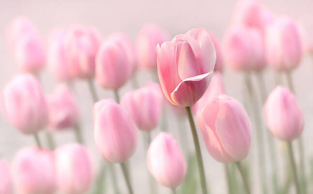 Flower Photograph - Pink Tulip Cloud by Mary Jo Allen