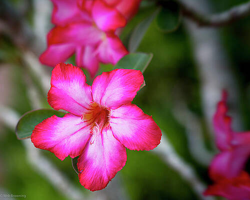 Flower Photograph - Pink by Web Browning