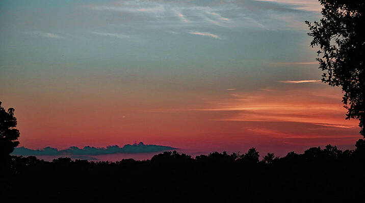 Wall Art featuring the photograph Plantation Mist by Gina Fitzhugh