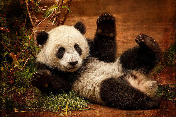 Nature Wall Art featuring the photograph Playful Panda by Mary Jo Allen
