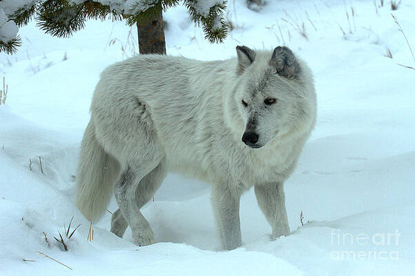 Wilderness Wall Art featuring the photograph Plodding Through The Snow by Adam Jewell