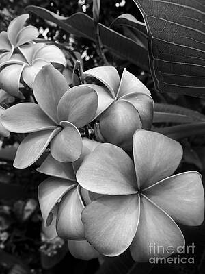 Flower Photograph - Plumeria In Gray 2 by Onedayoneimage Photography