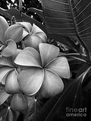 Flower Photograph - Plumeria In Gray by Onedayoneimage Photography
