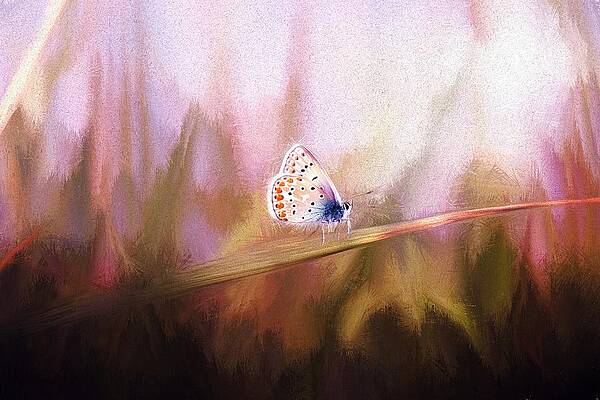 Common Blue Butterfly Print