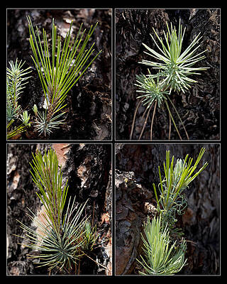 Green Wall Art featuring the photograph Ponderosa Pine by Kelley King