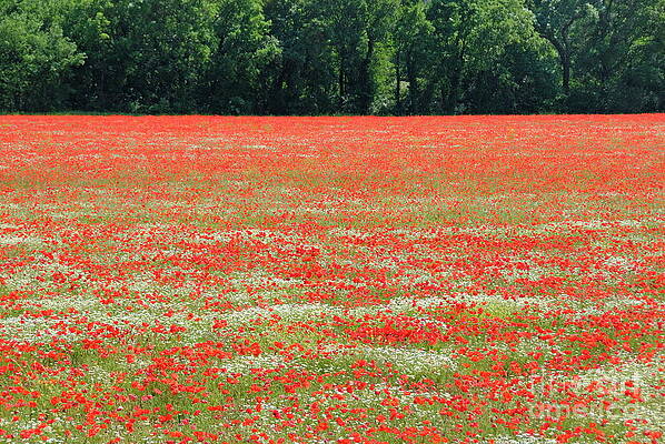 Outdoors Wall Art featuring the photograph Poppies Field And Trees At Spring by Sami Sarkis Photography