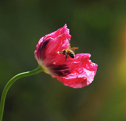 Wall Art featuring the photograph Opium Poppy Investigator by Joe Schofield