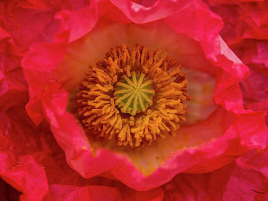 Beautiful Photograph - Poppy Macro by Jean Noren