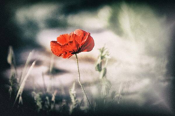 Close Up Wall Art featuring the photograph Poppy Stories 2 by Jaroslav Buna